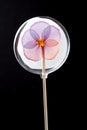 A fun clear lollipop with a purple flower inside isolated on black.