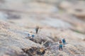 Fun concept of miniature hiker figure adventure in the rocks