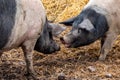 Fun and cute scene with two pigs in a barn facing each other communicating and making contact. Royalty Free Stock Photo