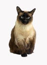 Fun cute siamese cat studio shot