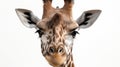 A fun and cute upside down portrait of a giraffe. Generative AI Royalty Free Stock Photo