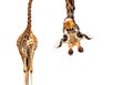 Fun cute upside down portrait of giraffe on white