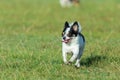 Fun dog,Happy dogs having fun in a field, running on the field.Chihuahua.