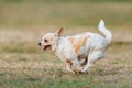 Fun dog,Happy dogs having fun in a field, running on the field.Chihuahua. Royalty Free Stock Photo
