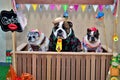 Fun of dogs dressed in rednecks in the free kissing booth Royalty Free Stock Photo