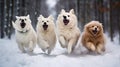 fun dogs playing in the snow