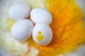 Fun eggs placed on yellow feathers for Easter breakfast