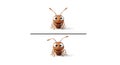 Spot the Difference: Cartoon Ant Puzzle Royalty Free Stock Photo
