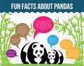 Fun Facts About Pandas. Flat Infographic Vector Royalty Free Stock Photo