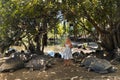 Fun family entertainment in Mauritius. a girl stands near giant turtles at the Mauritius Zoo