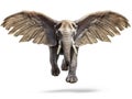 Fun Flying Elephant with Wings Isolated Royalty Free Stock Photo