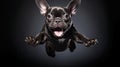 fun french bulldog playing