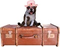 Funny Travel Dog, Vacation, Isolated