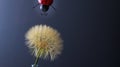 Fun image of a toy ladybird dropping down on to a giant dandelion or salsify on grey background with copy space Royalty Free Stock Photo