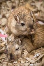 Fun loving Gerbils