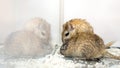 Fun loving Gerbils