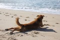 Dog of Maresias beach in Brasil