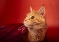 Fun orange curious maine coon cat resting and gets out of the christmas package gift bag on red background with empty copy space. Royalty Free Stock Photo