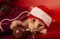 Fun orange maine coon cat in christmas santa claus cap resting and lying in gift bag near the decor ball on red background.