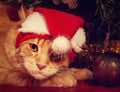 Fun orange maine coon cat in christmas santa claus cap resting and lying in gift bag near the decor ball on red background. Royalty Free Stock Photo