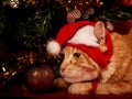 Fun orange maine coon cat in christmas santa claus cap resting and lying in gift bag near the decor ball on red background.