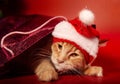 Fun orange maine coon cat in christmas santa claus cap resting and lying in gift bag near the decor ball on red background.