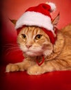 Fun orange maine coon cat in christmas santa claus cap resting and lying in gift bag near the decor ball on red background.