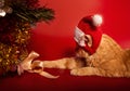 Fun orange maine coon cat in christmas santa claus cap resting and lying in gift bag near the decor ball with ribbon bow  on red Royalty Free Stock Photo