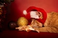 Fun orange maine coon cat in christmas santa claus cap resting and lying in gift bag near the decor ball with ribbon bow  on red Royalty Free Stock Photo