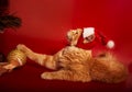 Fun orange maine coon cat in christmas santa claus cap resting and lying with paw on decor ball with ribbon bow on red background Royalty Free Stock Photo