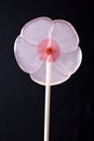 A fun pink flower-shaped lollipop isolated on black.