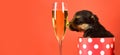 Fun puppy lick glass of champagne. Funny pyppy dog with champagne. Puppy and gift boxes on new year background Royalty Free Stock Photo