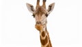 A fun and quirky portrait of a giraffe, upside down, its long neck and curious face presented against a stark white background, a Royalty Free Stock Photo