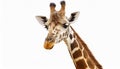 A fun and quirky portrait of a giraffe, upside down, its long neck and curious face presented against a stark white background, a Royalty Free Stock Photo