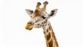 A fun and quirky portrait of a giraffe, upside down, its long neck and curious face presented against a stark white background, a Royalty Free Stock Photo