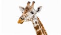 A fun and quirky portrait of a giraffe, upside down, its long neck and curious face presented against a stark white background, a Royalty Free Stock Photo