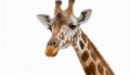 A fun and quirky portrait of a giraffe, upside down, its long neck and curious face presented against a stark white background, a Royalty Free Stock Photo