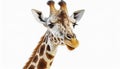 A fun and quirky portrait of a giraffe, upside down, its long neck and curious face presented against a stark white background, a Royalty Free Stock Photo