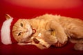 Fun relaxing orange maine coon cat in christmas santa claus cap resting and lying and holding and hug decor gold ball with ribbon Royalty Free Stock Photo