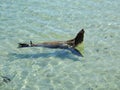 Fun in the Sea, wildlife, marine life, California sea lion