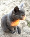 Fun serious severe gray cat