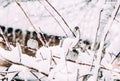 Fun in the snow. A flock of sparrows in winter garden