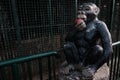 Fun statue of black chimpanzee near monkey cages in a zoo. Stone ape sitting on a stump eating red apple and welcoming tourists