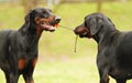 Fun two doberman pinscher dog