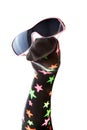 Fun woollen sock puppet with stars and sunglasses