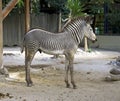 Zebra equine horse mammal Africa savanna herbivores