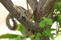 Funambulus palmarum, Indian Palm Squirrel, sitting on a branch