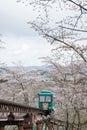 Slope car passing cherry blossom tunnel at Funaoka Castle Ruin Park,Shibata,Miyagi,Tohoku,Japan