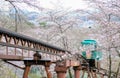 Cherry Blossom Festival at Funaoka Castle Ruin Park,Shibata,Miyagi,Tohoku,Japan on April12,2017:Slope car passing sakura tunnel Royalty Free Stock Photo