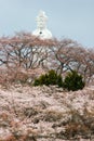 Funaoka Peace Kannon and cherry trees on the mountaintop of Funaoka Castle Ruin Park,Shibata,Miyagi,Tohoku,Japan.